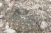 gymnocalyciumquehlianum2_small.jpg