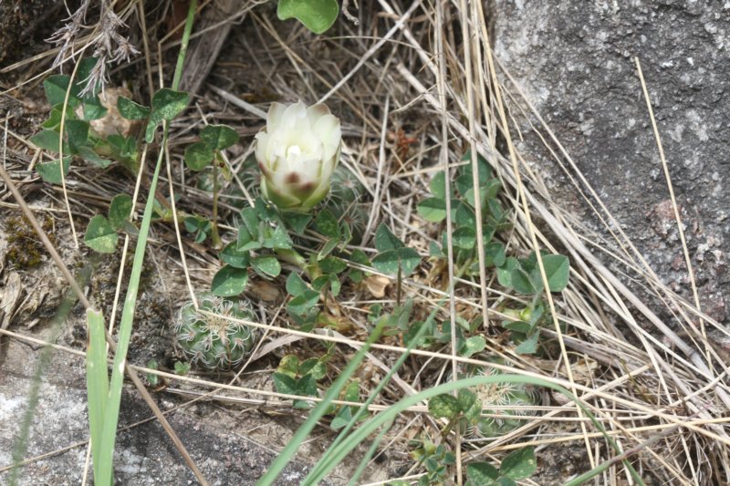 gymnocalyciumamerhauseri2.jpg