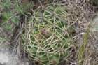 gymnocalyciummonvillei_small.jpg