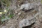 notocactussubmammulosus_small.jpg
