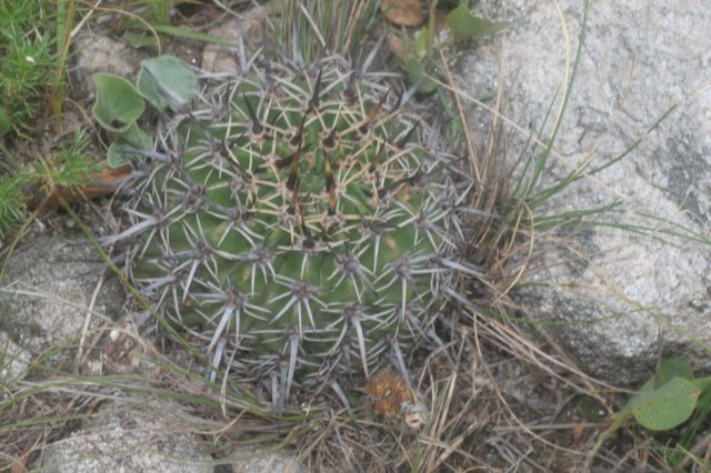echinopsisaurea.jpg
