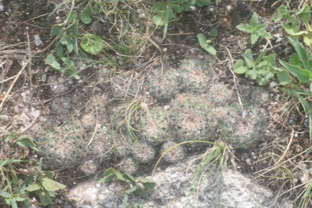 gymnocalyciumbruchii2.jpg