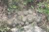 gymnocalyciumbruchii2_small.jpg