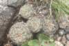 gymnocalyciumbruchii_small.jpg