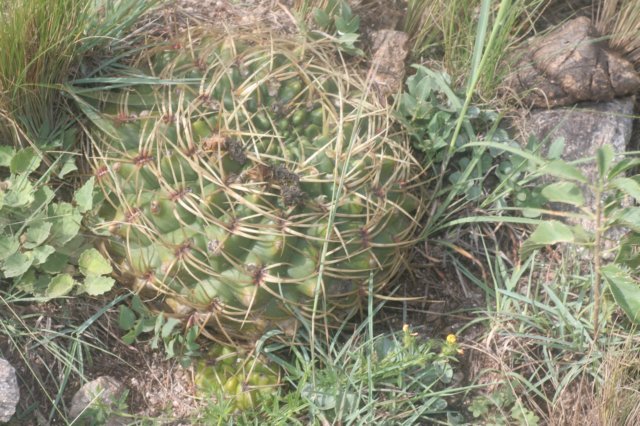 gymnocalyciummonvillei2.jpg