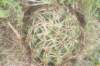 gymnocalyciummonvillei_small.jpg