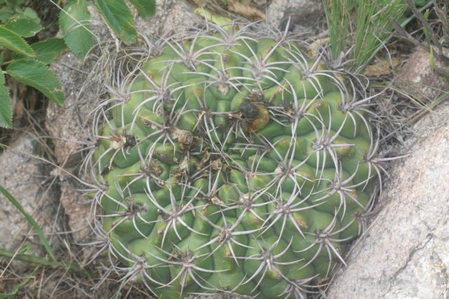 gymnocalyciummostii2.jpg