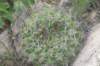 gymnocalyciummostii2_small.jpg
