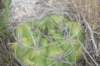 gymnocalyciummostii4_small.jpg