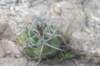 gymnocalyciummostii_small.jpg