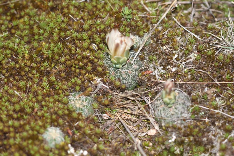 gymnocalyciumbruchii3.jpg