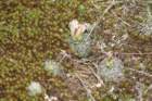 gymnocalyciumbruchii3_small.jpg