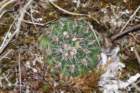 gymnocalyciumbruchii5_small.jpg