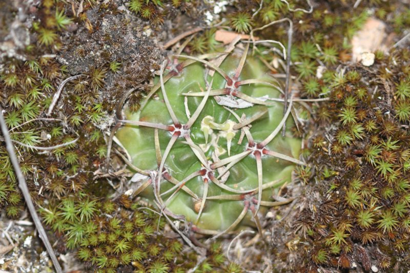 gymnocalyciummonvillei.jpg