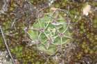 gymnocalyciummonvillei_small.jpg