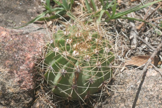 acanthocalyciumspiniflorum.jpg