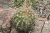 acanthocalyciumspiniflorum_small.jpg