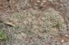 gymnocalyciumcalochlorum2_small.jpg