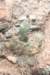 gymnocalyciumcalochlorum_small.jpg