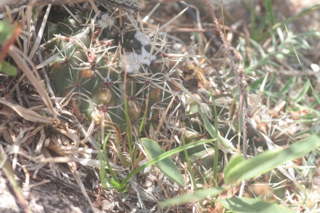 notocactussubmammulosus.jpg