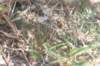notocactussubmammulosus_small.jpg