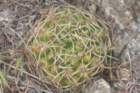 gymnocalyciummonvillei2_small.jpg