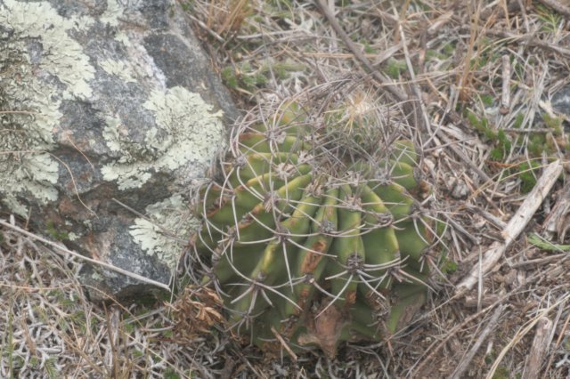 acanthocalyciumspiniflorum.jpg