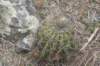 acanthocalyciumspiniflorum2_small.jpg