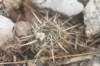 notocactussubmammulosus_small.jpg