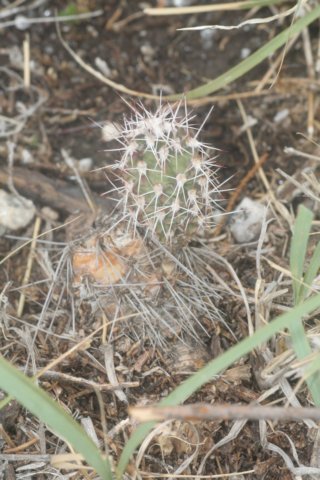 opuntiasulphurea.jpg