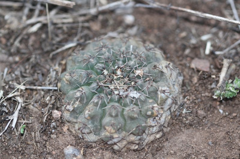 gymnocalyciumerinaceum.jpg