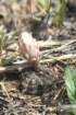 gymnocalyciumerinaceum2_small.jpg