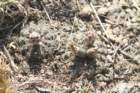 gymnocalyciumerinaceum4_small.jpg