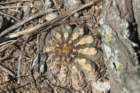 gymnocalyciumerinaceum7_small.jpg