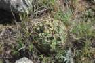 gymnocalyciummonvillei_small.jpg