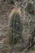 echinopsisleucantha_small.jpg