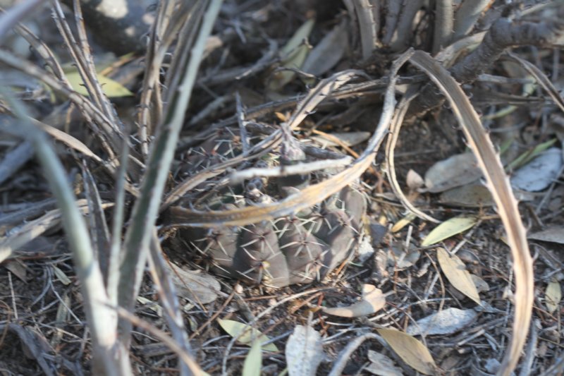 gymnocalyciumrobustum.jpg