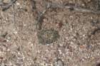 gymnocalyciumrobustum4_small.jpg