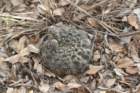 gymnocalyciumrobustum5_small.jpg