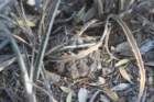 gymnocalyciumrobustum_small.jpg