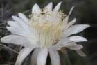 stetsoniacoryne2_small.jpg