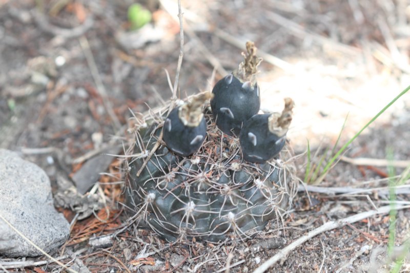 gymnocalyciumtaningaense.jpg