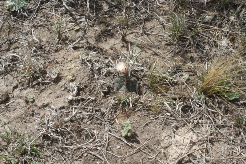gymnocalyciumtaningaense6.jpg