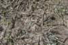gymnocalyciumtaningaense7_small.jpg
