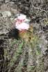 acanthocalyciumspiniflorum2_small.jpg
