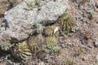 acanthocalyciumspiniflorum_small.jpg