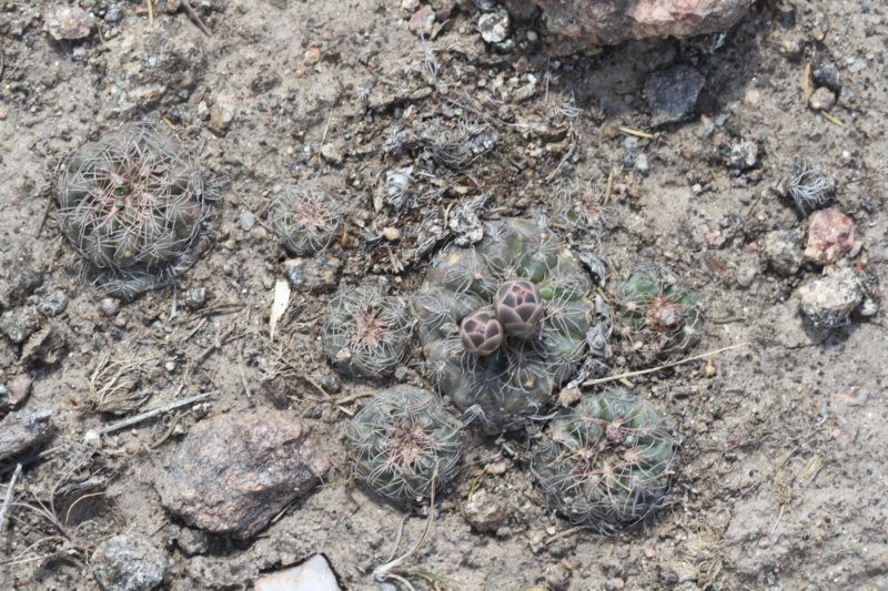 gymnocalyciumcalochlorumparvulum.jpg