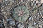 gymnocalyciumcalochlorumparvulum2_small.jpg