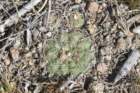 gymnocalyciumcalochlorumparvulum3_small.jpg