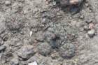 gymnocalyciumcalochlorumparvulum_small.jpg